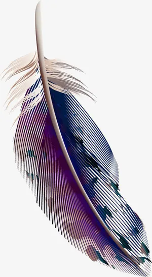 手绘羽毛免抠