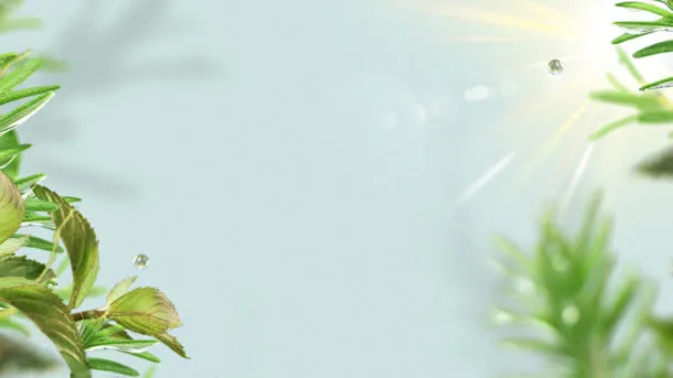 景深效果绿叶树叶太阳高清图片免抠