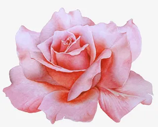 粉色手绘玫瑰花装饰免抠