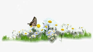 清新的春天花朵免抠