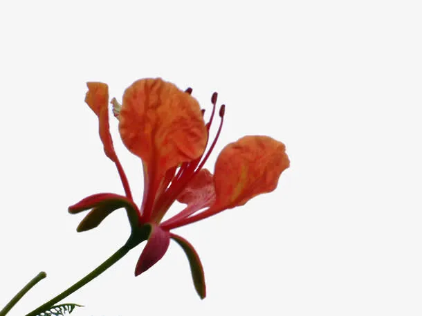 凤凰树的花免抠