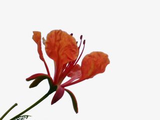 凤凰树的花免抠