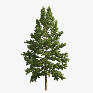 绿色绿叶树免抠其他元素