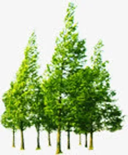 春天公益植物大树免抠