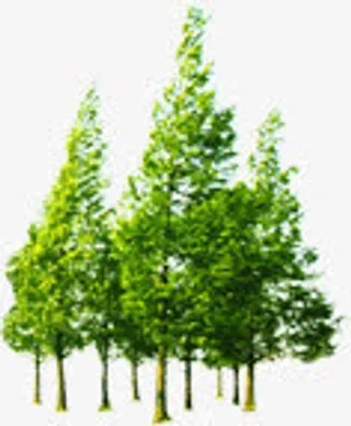 春天公益植物大树免抠