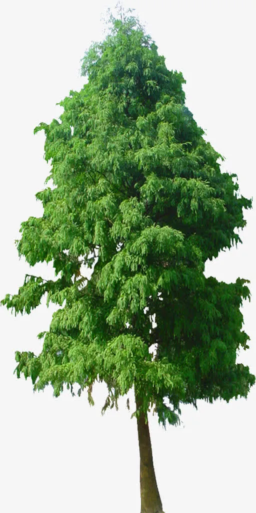 绿色植物背景树木图片