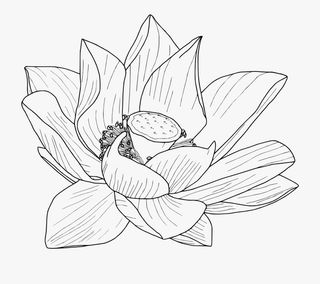 矢量荷花黑白线稿手抄报用免抠