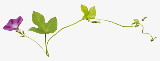 紫色喇叭花免抠