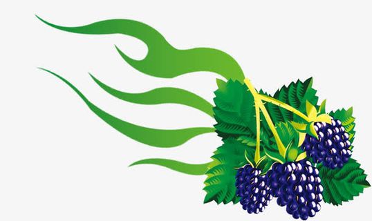 手绘桑葚高清免抠素材免抠