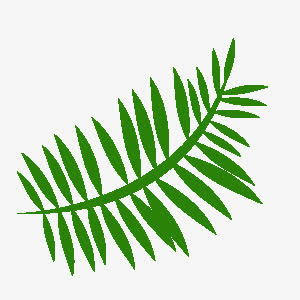 叶子 png素材免抠