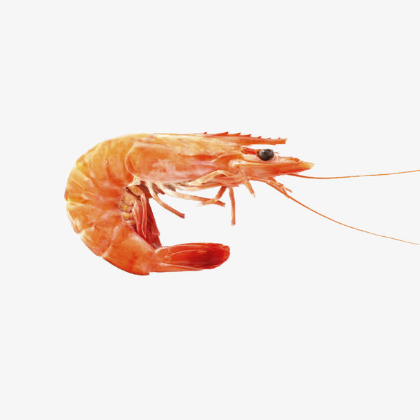河虾免抠