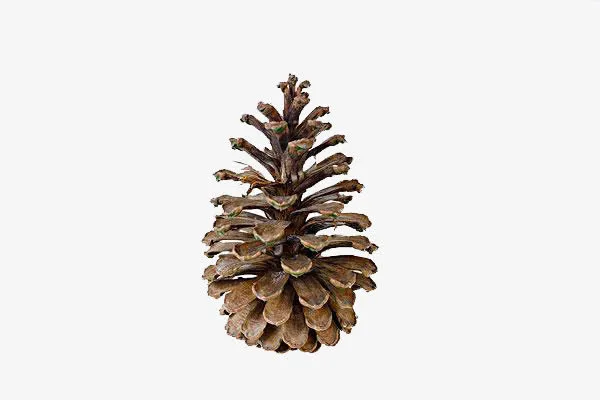 松塔小松塔免抠