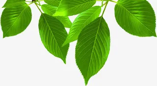 绿色开业树枝创意免抠