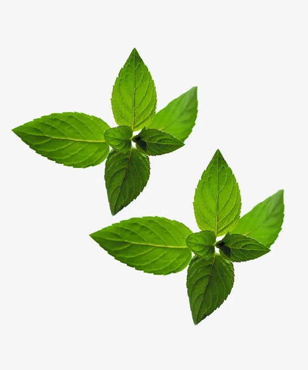 绿色的薄荷免抠