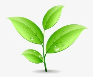 四片带水珠的叶子免抠