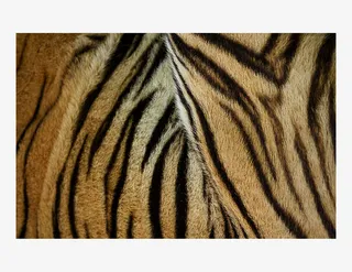 老虎皮毛纹理贴图免抠