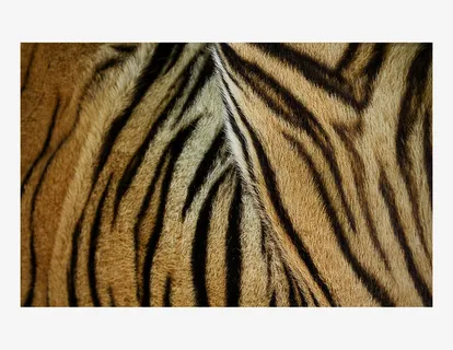 老虎皮毛纹理贴图免抠 老虎皮毛纹理贴图免抠