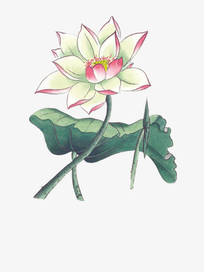 手绘荷花免抠