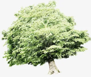 阳光下的春天大树免抠