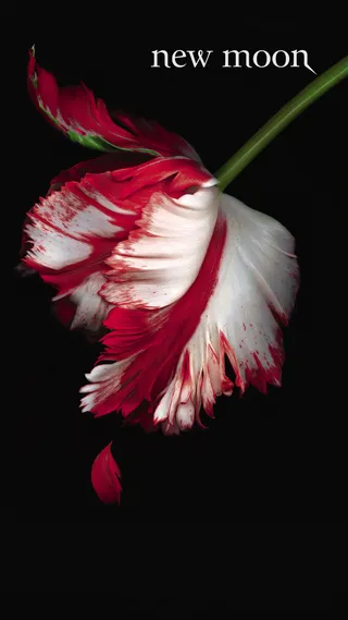 暮光之城Twilight高清H5背景高清