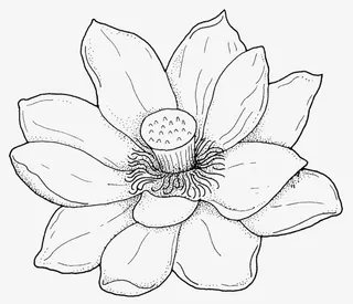 荷花心儿线稿免抠