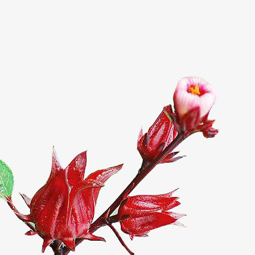 洛神花开花图片素材免抠
