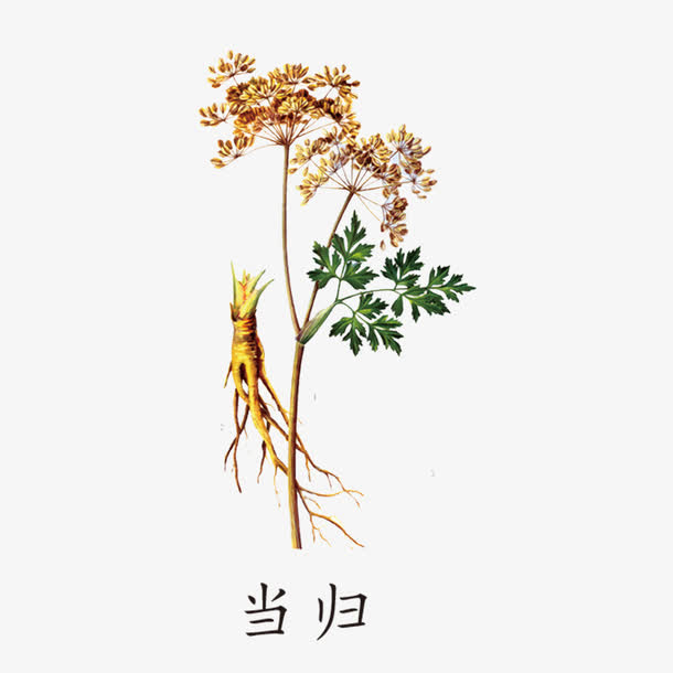 中药当归免抠
