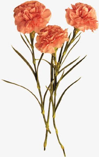 三朵康乃馨花朵母亲节礼物免抠