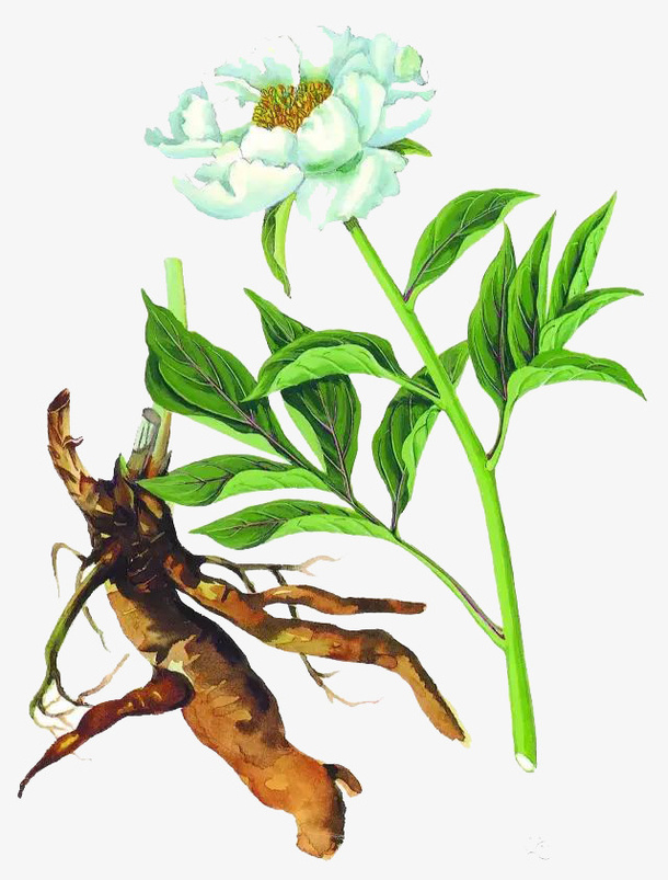 白芍免抠