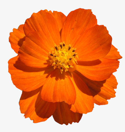 花草画卡通装饰素材免抠