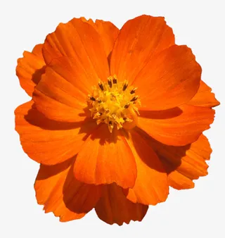 花草画卡通装饰素材免抠