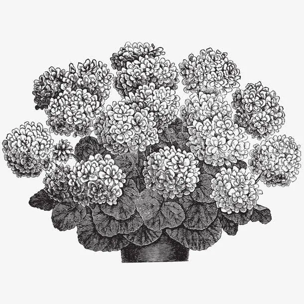植物素描免抠