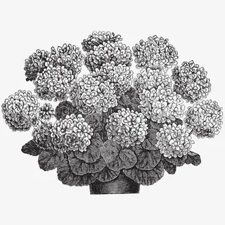 植物素描免抠 植物素描免抠