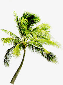 夏日清爽绿色椰树免抠