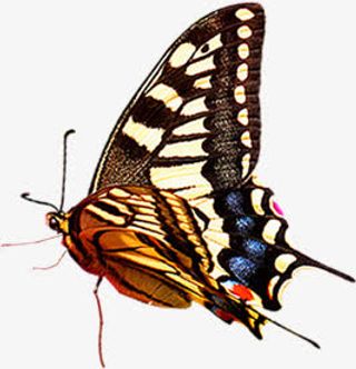 春季文艺棕色蝴蝶免抠