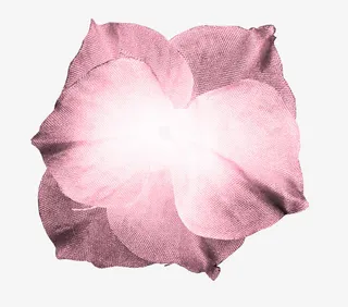 植物花卉素材花朵素材免抠