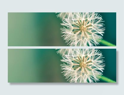 蒲公英特写摄影高清