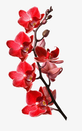 一束鲜花免抠