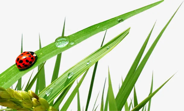绿叶植物手绘露珠瓢虫免抠