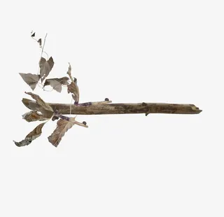 棕色枯枝枯叶免抠