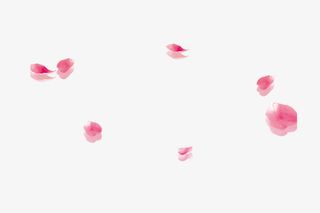 红色花瓣花朵漂浮植物素材免抠