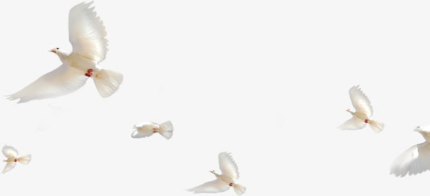 白鸽起航毕业免抠