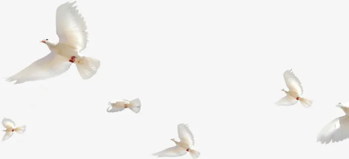 白鸽起航毕业免抠
