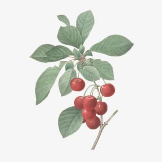 红色果实绿叶植物免抠