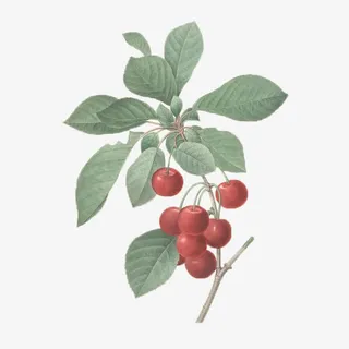 红色果实绿叶植物免抠