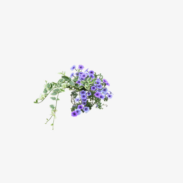 牵牛花免抠