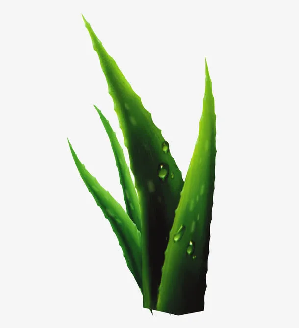 绿色芦荟免抠
