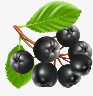 绿叶蓝莓图片免抠