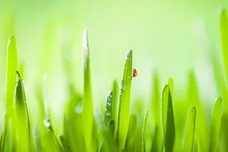 绿叶上的瓢虫免抠