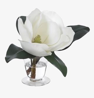 白色带香味在水杯里的玉兰花瓣实免抠